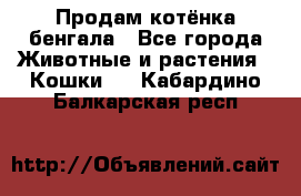 Продам котёнка бенгала - Все города Животные и растения » Кошки   . Кабардино-Балкарская респ.